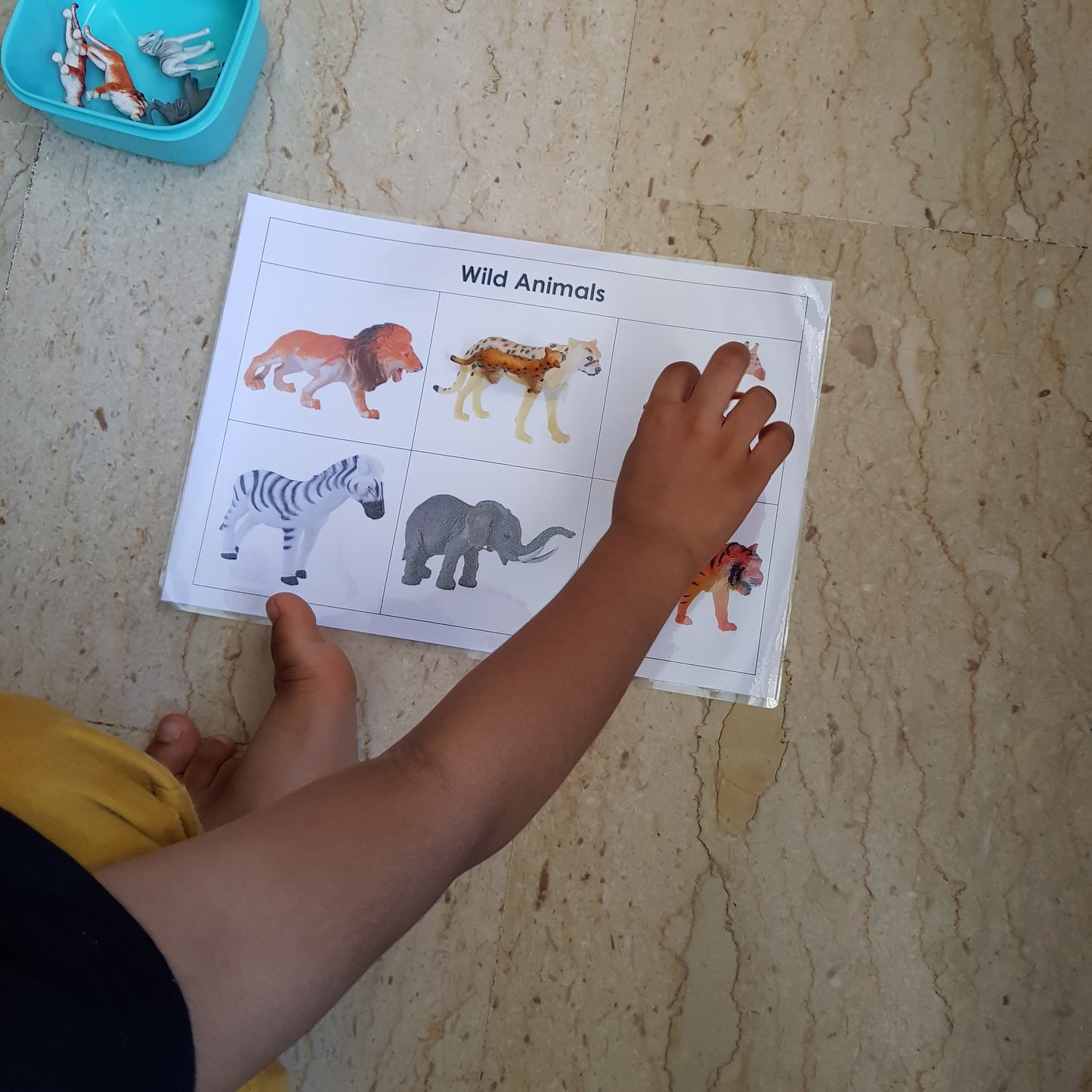 Right To Learn -  Classification - Wild Animals with cards