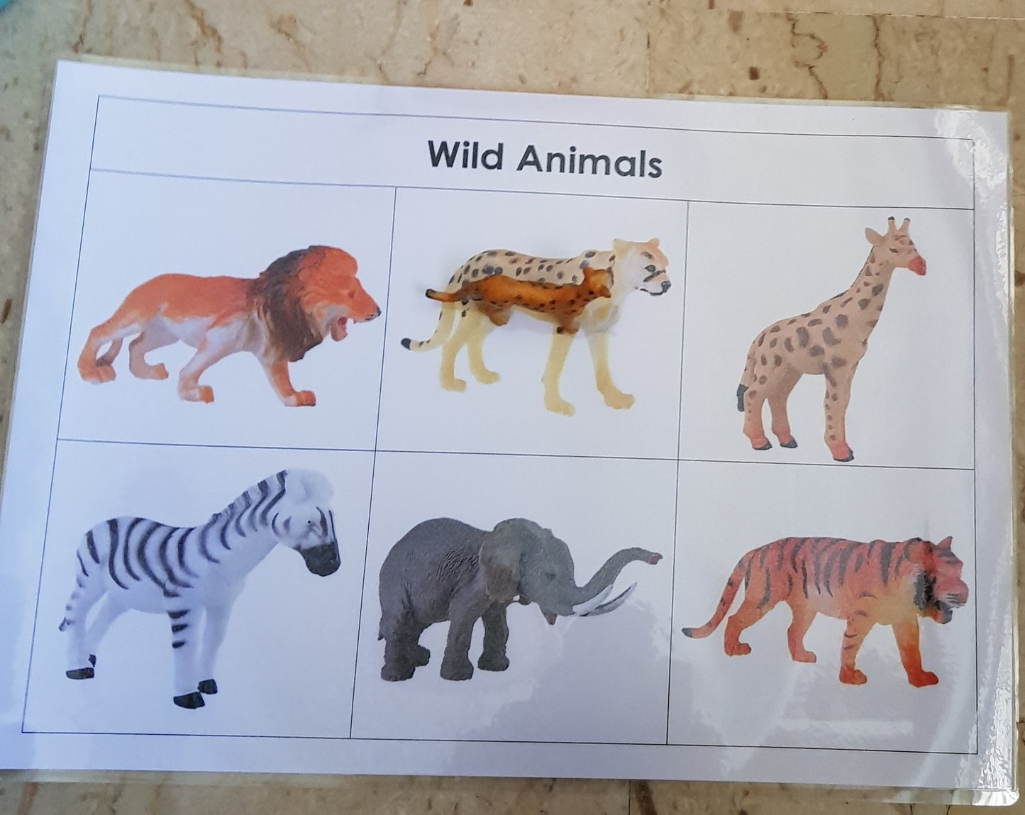 Right To Learn -  Classification - Wild Animals with cards