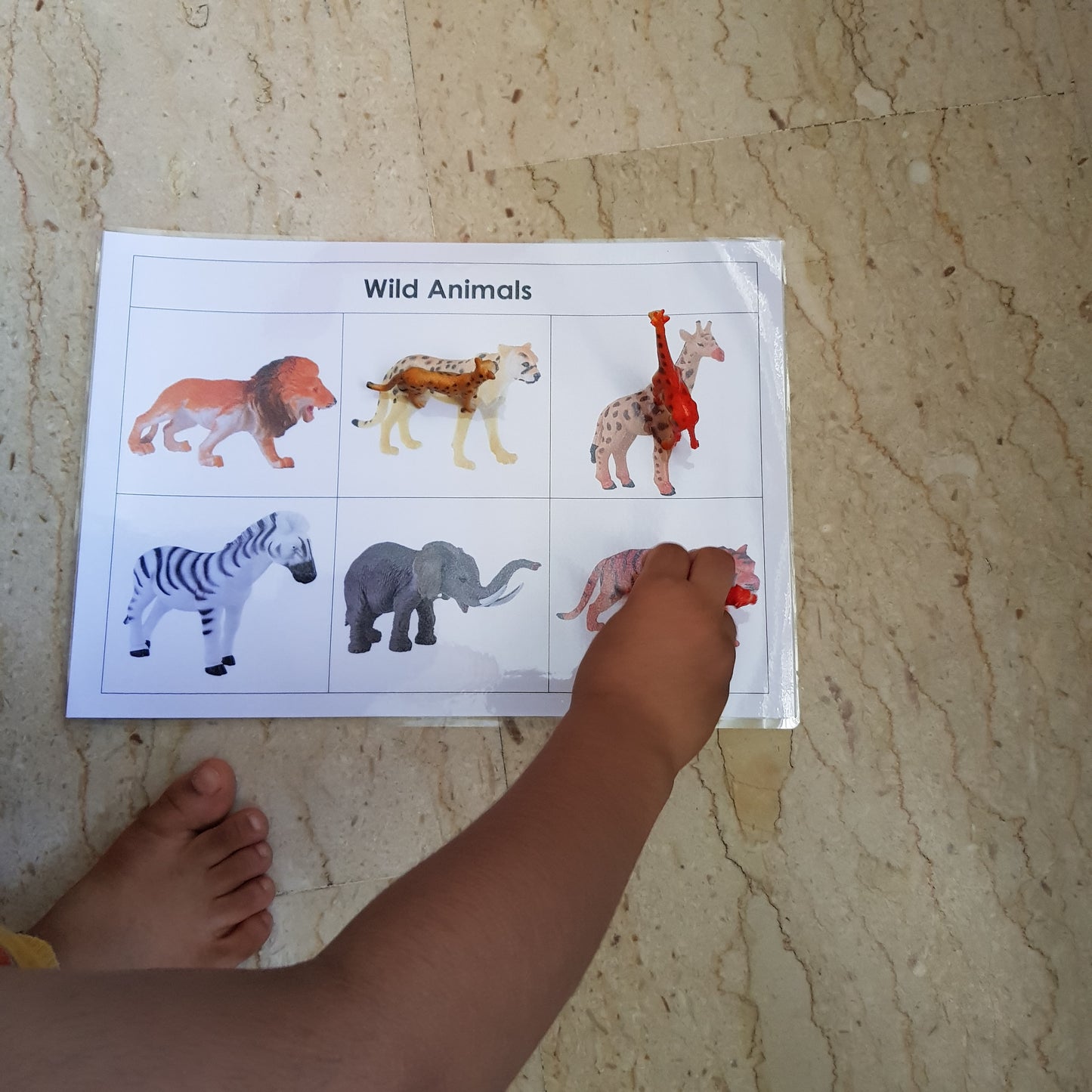 Right To Learn -  Classification - Wild Animals with cards