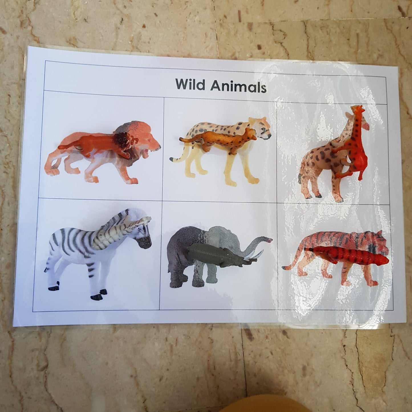 Right To Learn -  Classification - Wild Animals with cards