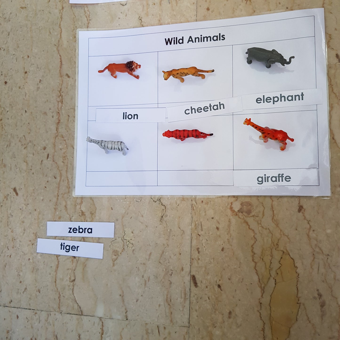 Right To Learn -  Classification - Wild Animals with cards