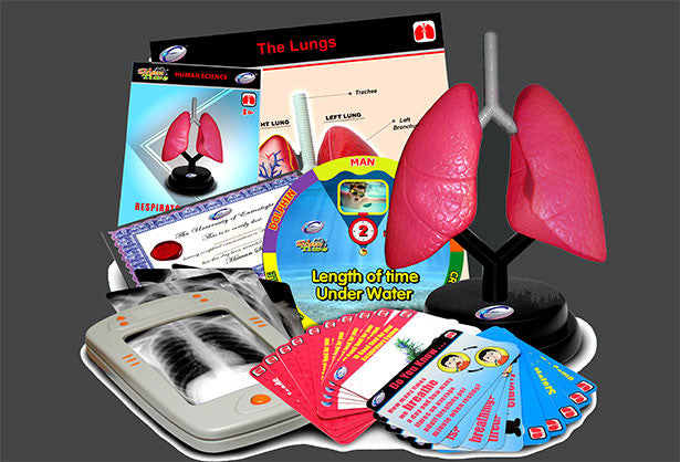 Anatomy lungs Model - Respiratory Deluxe Set - RightToLearn.com.sg
 - 2