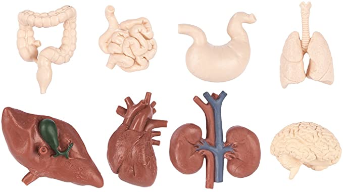 Safari Ltd Toob - Human Organs -  miniature model - Learning all about our organs