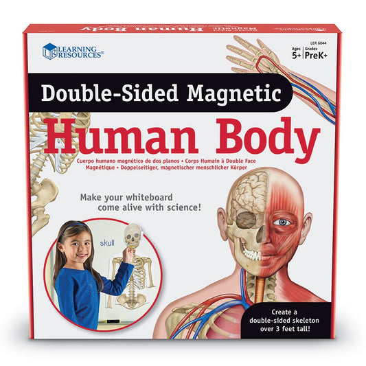 Learning Resources - Double-Sided Magnetic Human Body