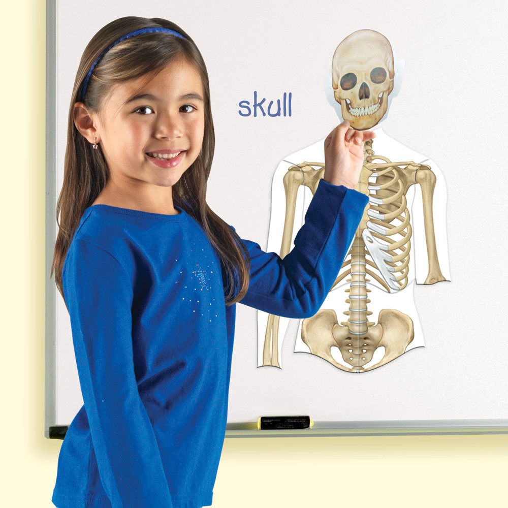 Learning Resources - Double-Sided Magnetic Human Body