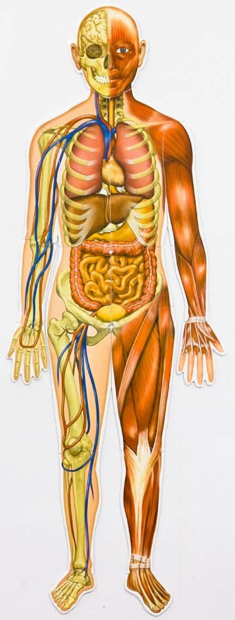 Learning Resources - Double-Sided Magnetic Human Body - RightToLearn.com.sg
 - 3