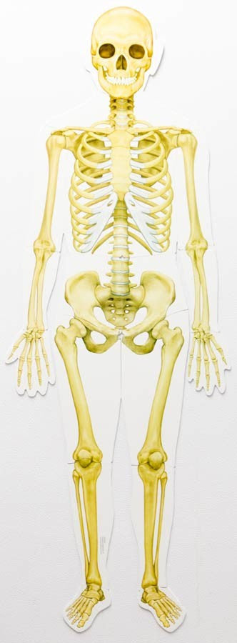 Learning Resources - Double-Sided Magnetic Human Body - RightToLearn.com.sg
 - 4