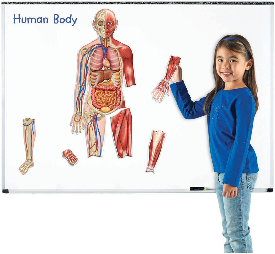 Learning Resources - Double-Sided Magnetic Human Body - RightToLearn.com.sg
 - 2