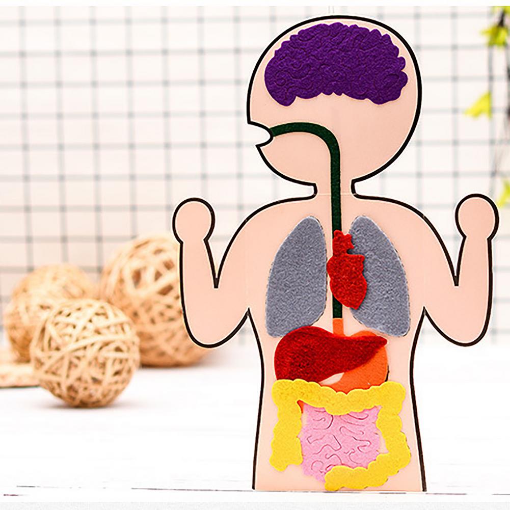 Felt & cardboard DIY Human Anatomy Organs  Parts of the Digestive System / PArts of the Body