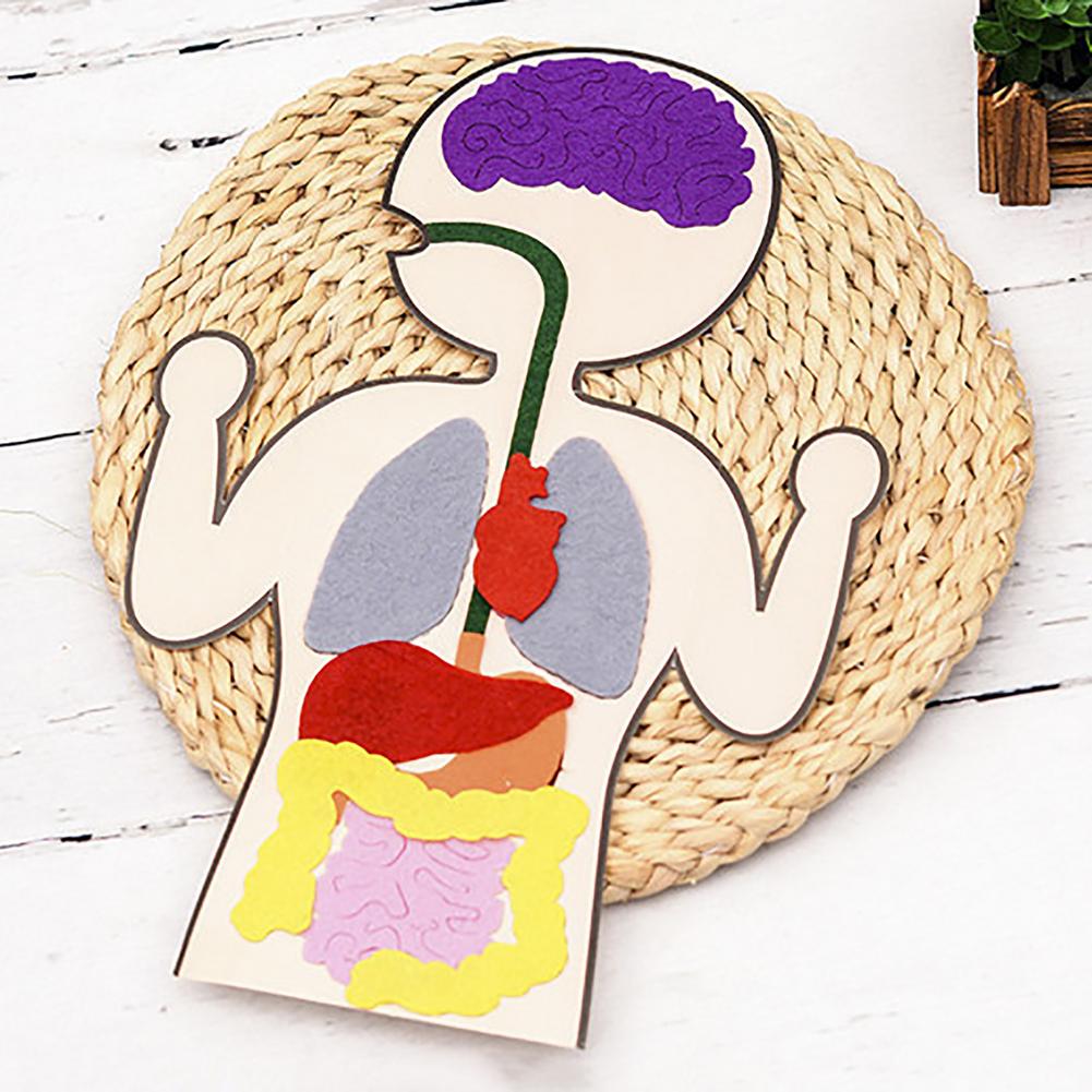 Felt & cardboard DIY Human Anatomy Organs  Parts of the Digestive System / PArts of the Body