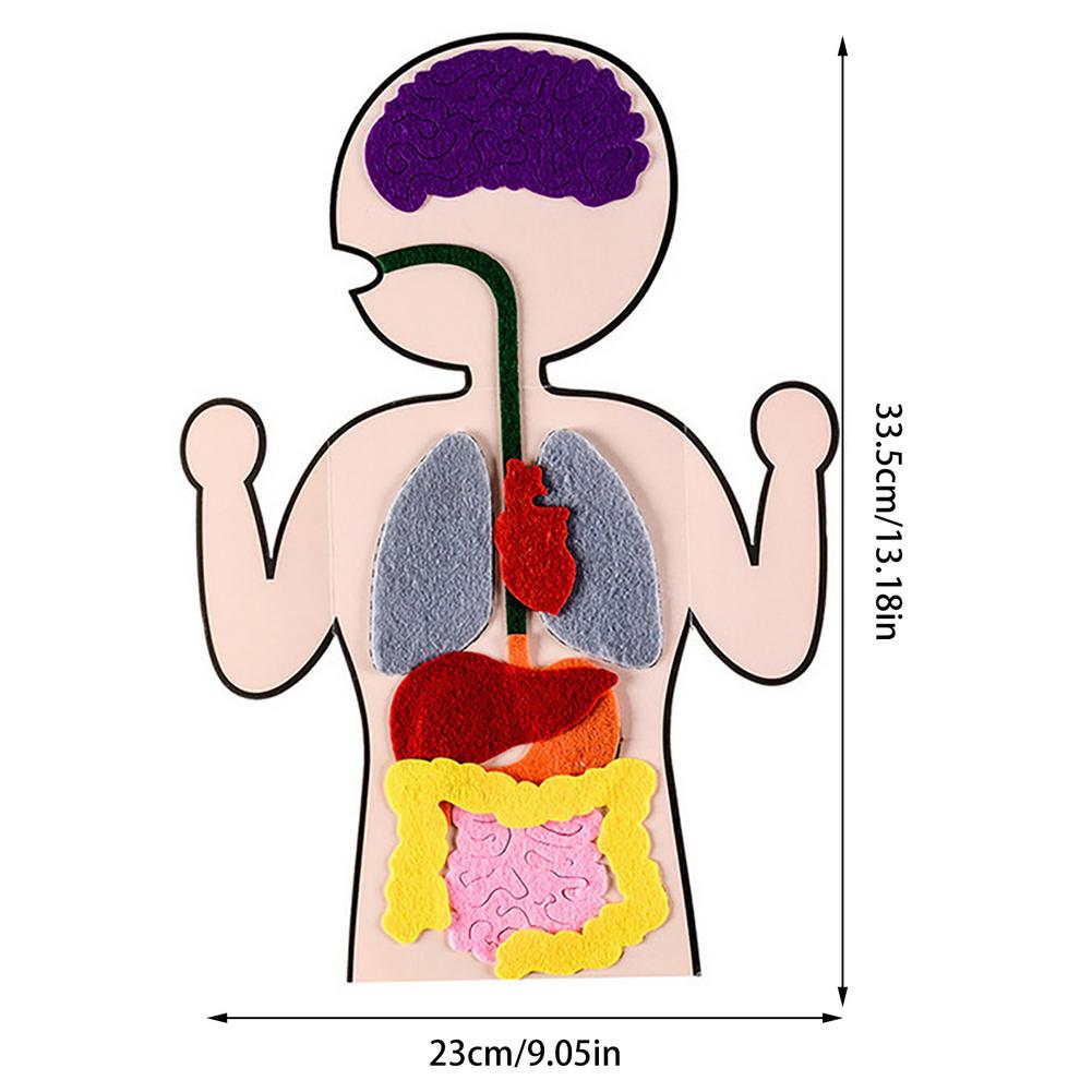 Felt & cardboard DIY Human Anatomy Organs  Parts of the Digestive System / PArts of the Body