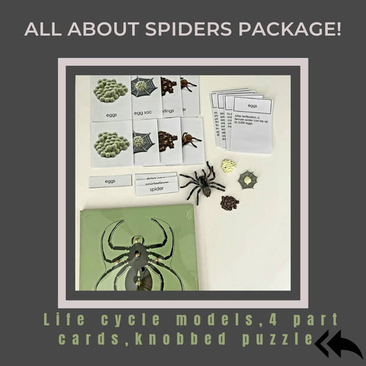 All about Spider Package - Life cycle Models /  4 Part cards/Knobbed puzzle