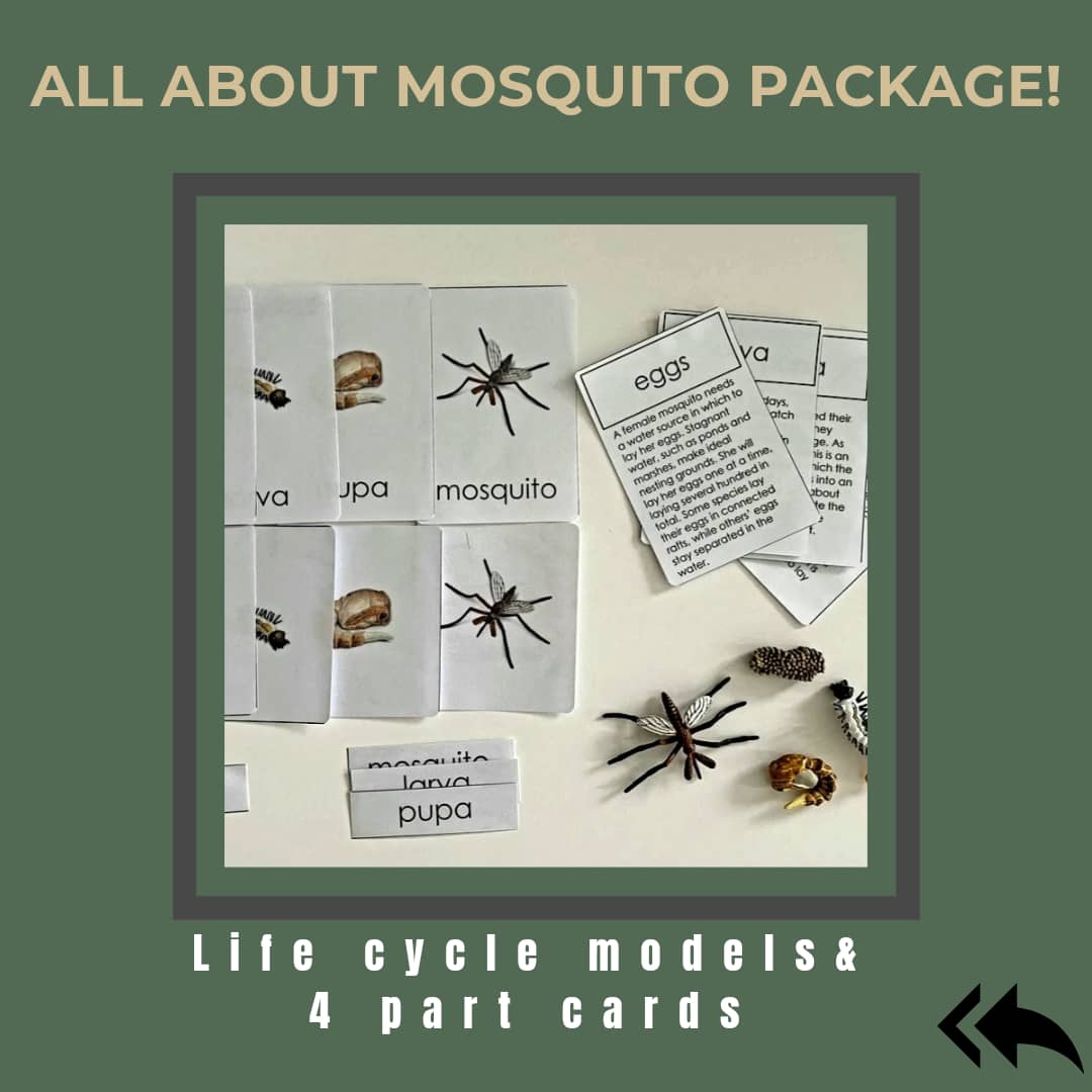 All about Mosquito Package - Life cycle Models/  4 Part cards