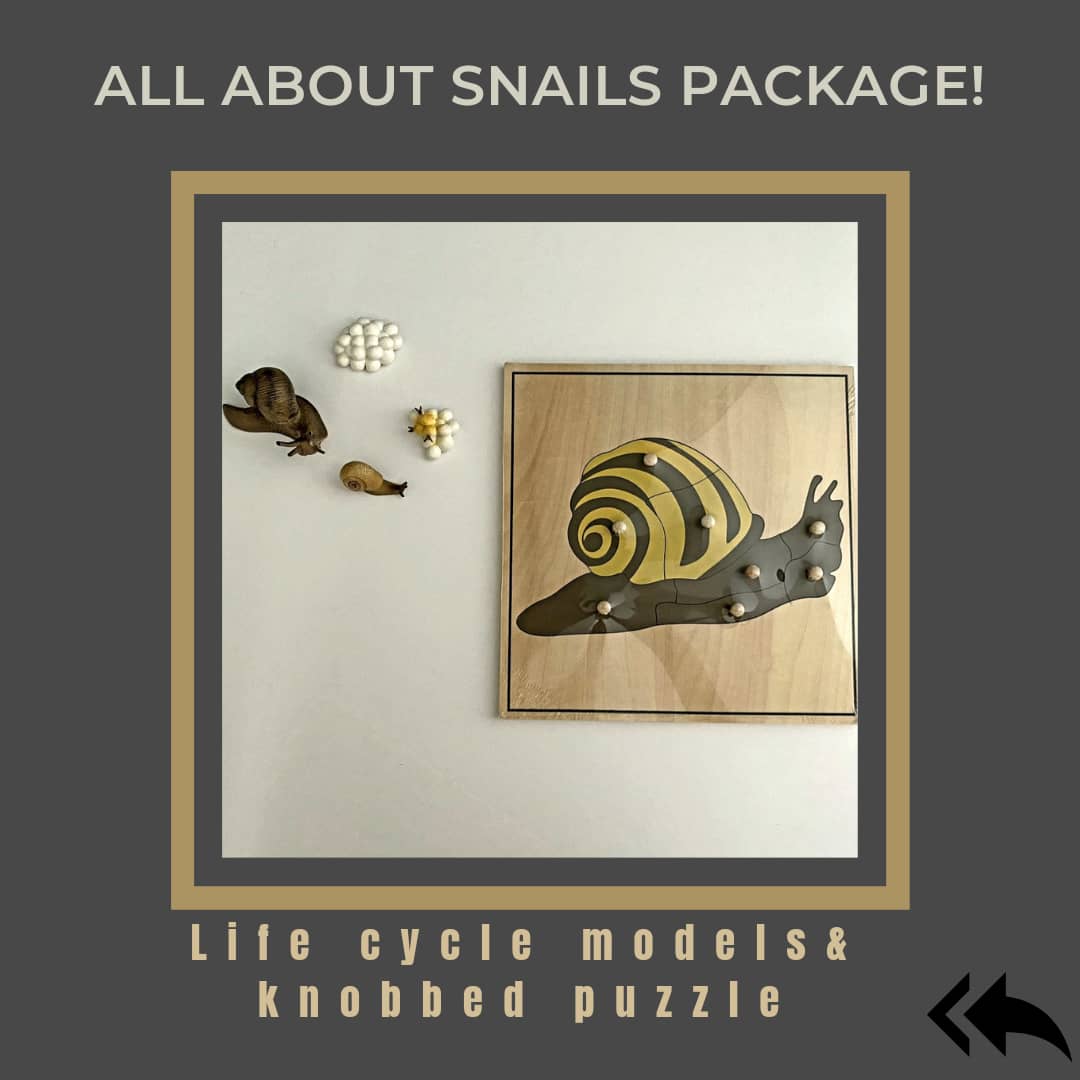 All about SNAIL Package - Life cycle Models /Knobbed puzzle