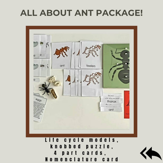 All about ANT Package - Life cycle Models /Nomenclature Cards/  4 Part cards/Knobbed puzzle