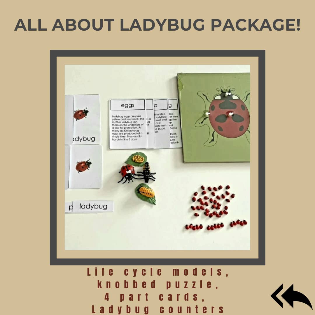 All about LADYBUG Package - Life cycle Models /4 Part cards/Knobbed puzzle/ladybug counters