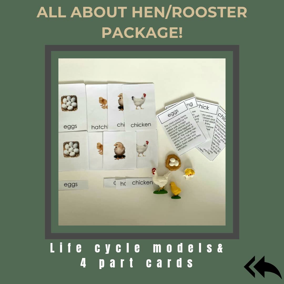 All about CHICKEN/HEN/ROOSTER Package - Life cycle Models / 4 Part cards/Knobbed puzzle