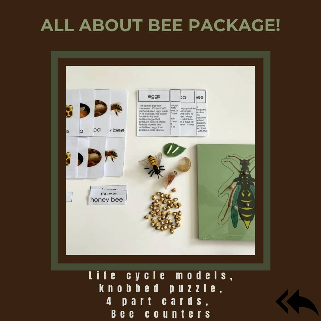 All about Bee Package - Life cycle Models /4 Part cards/Knobbed puzzle/bee counters