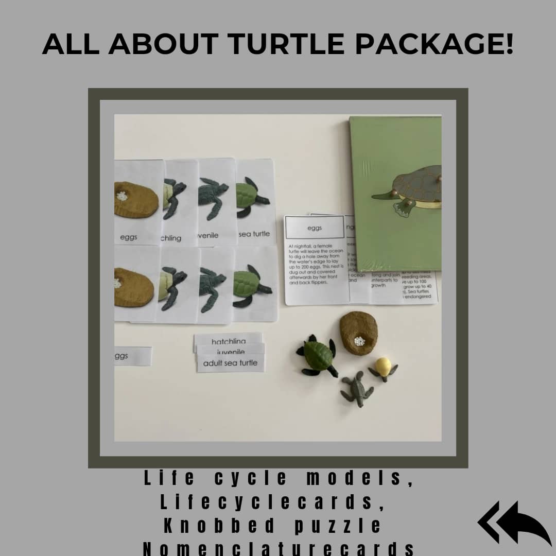 All about TURTLE Package - Life Cycle Models  / Life cycle cards/ /  Knobbed puzzle / 3 part Nomenclature cards