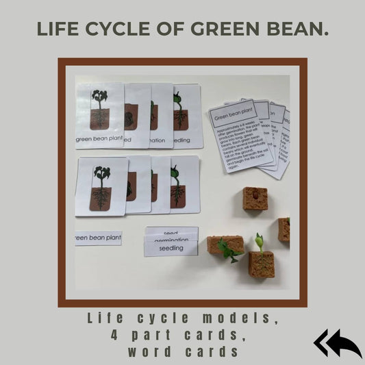 Life Cycle of Green Bean Plant Miniature Models with 4 part cards