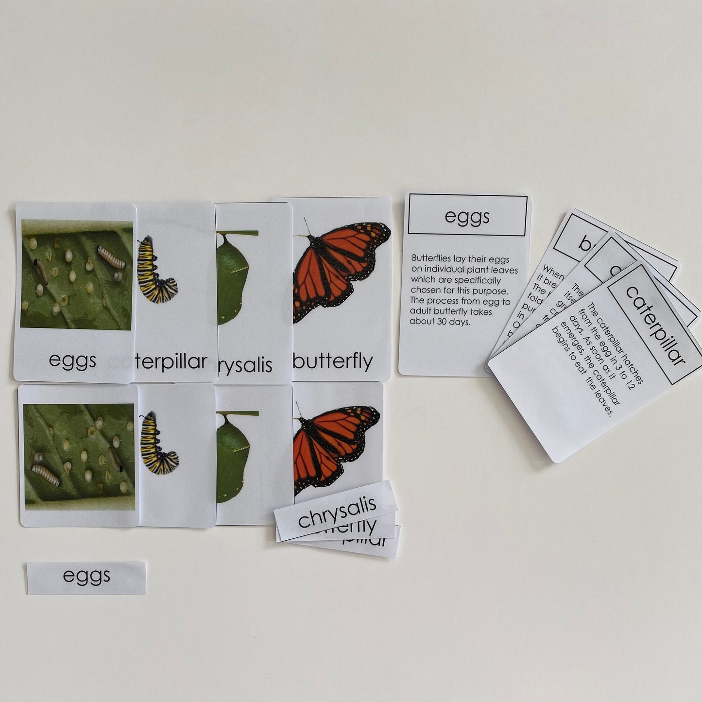 All about Butterfly Package - Life cycle Models /Nomenclature Cards/  4 Part cards/Knobbed puzzle