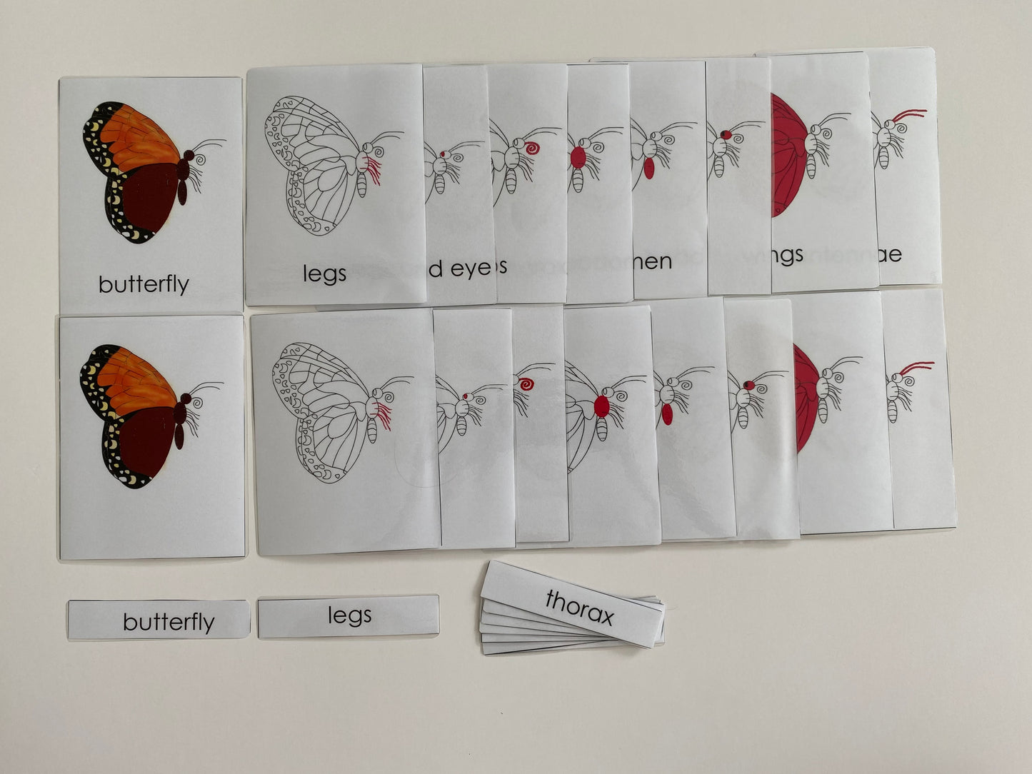 All about Butterfly Package - Life cycle Models /Nomenclature Cards/  4 Part cards/Knobbed puzzle