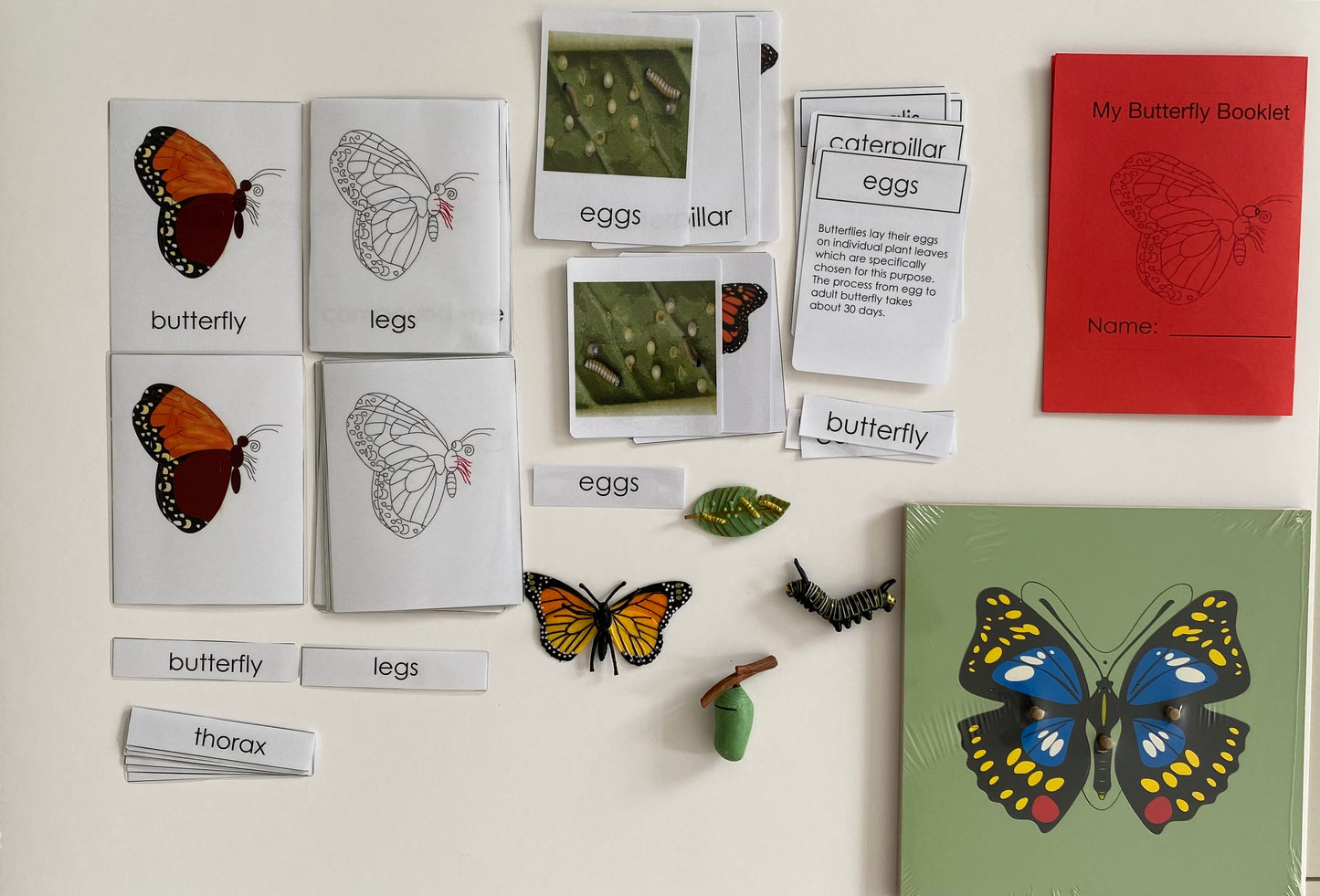 All about Butterfly Package - Life cycle Models /Nomenclature Cards/  4 Part cards/Knobbed puzzle