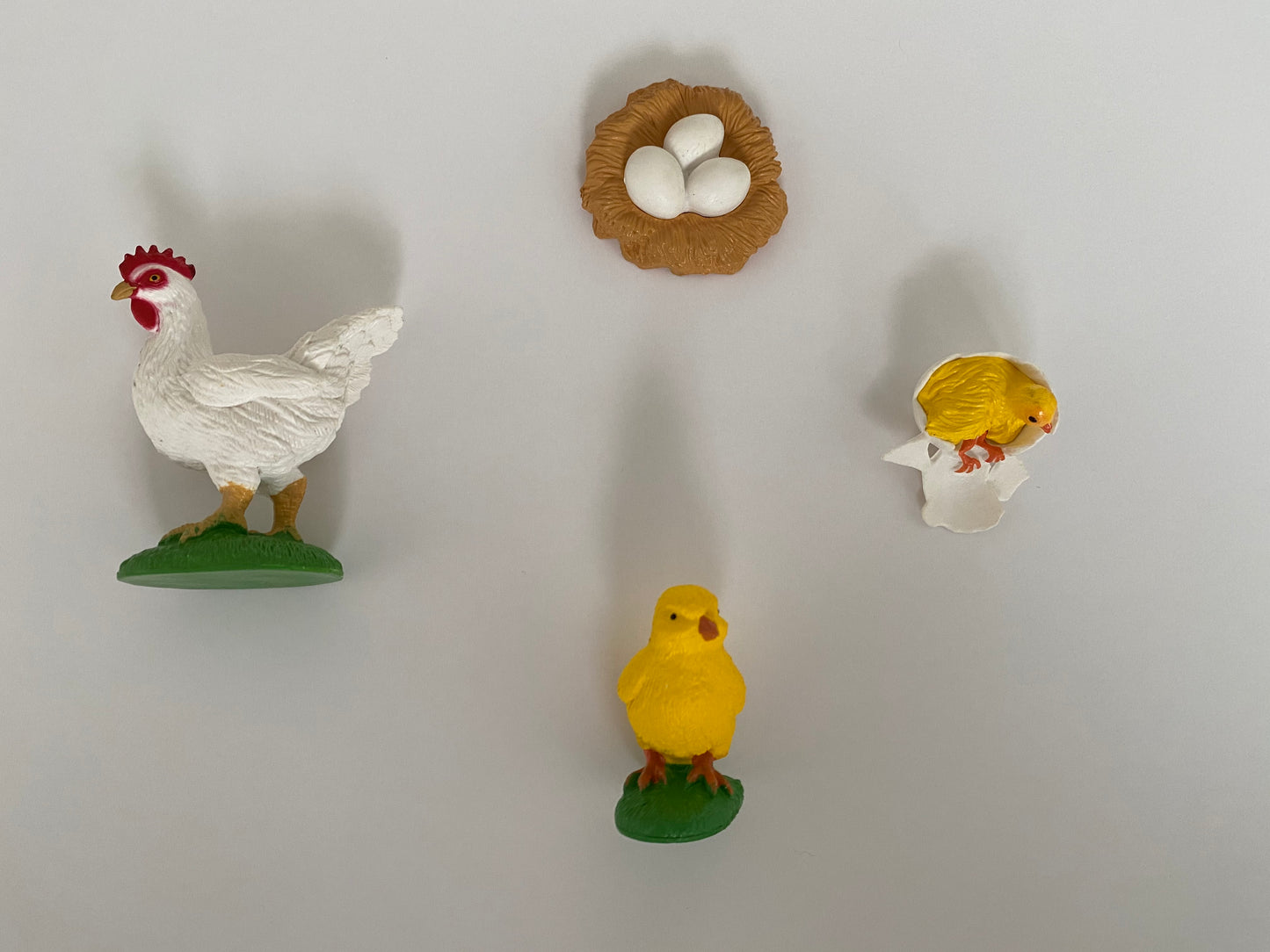 All about CHICKEN/HEN/ROOSTER Package - Life cycle Models / 4 Part cards/Knobbed puzzle