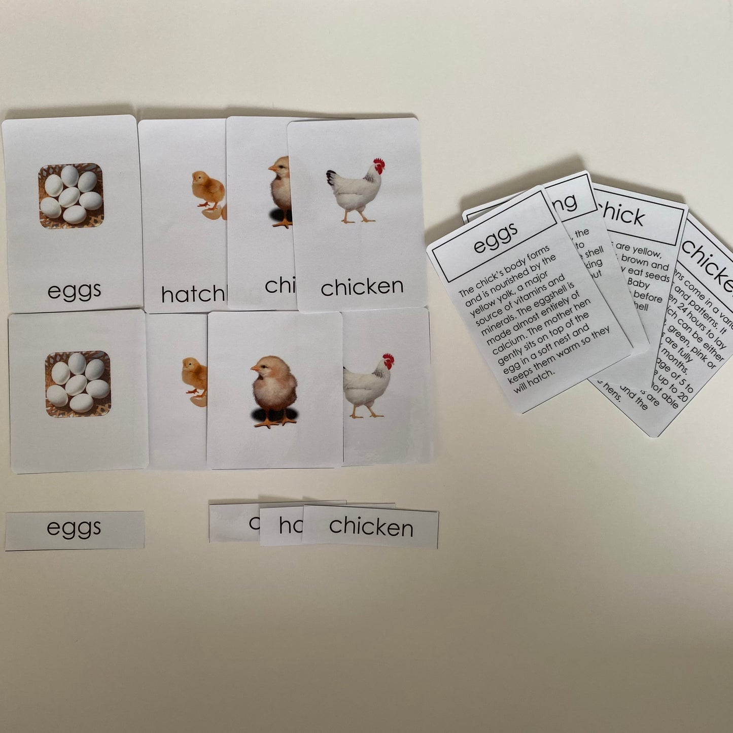 All about CHICKEN/HEN/ROOSTER Package - Life cycle Models / 4 Part cards/Knobbed puzzle