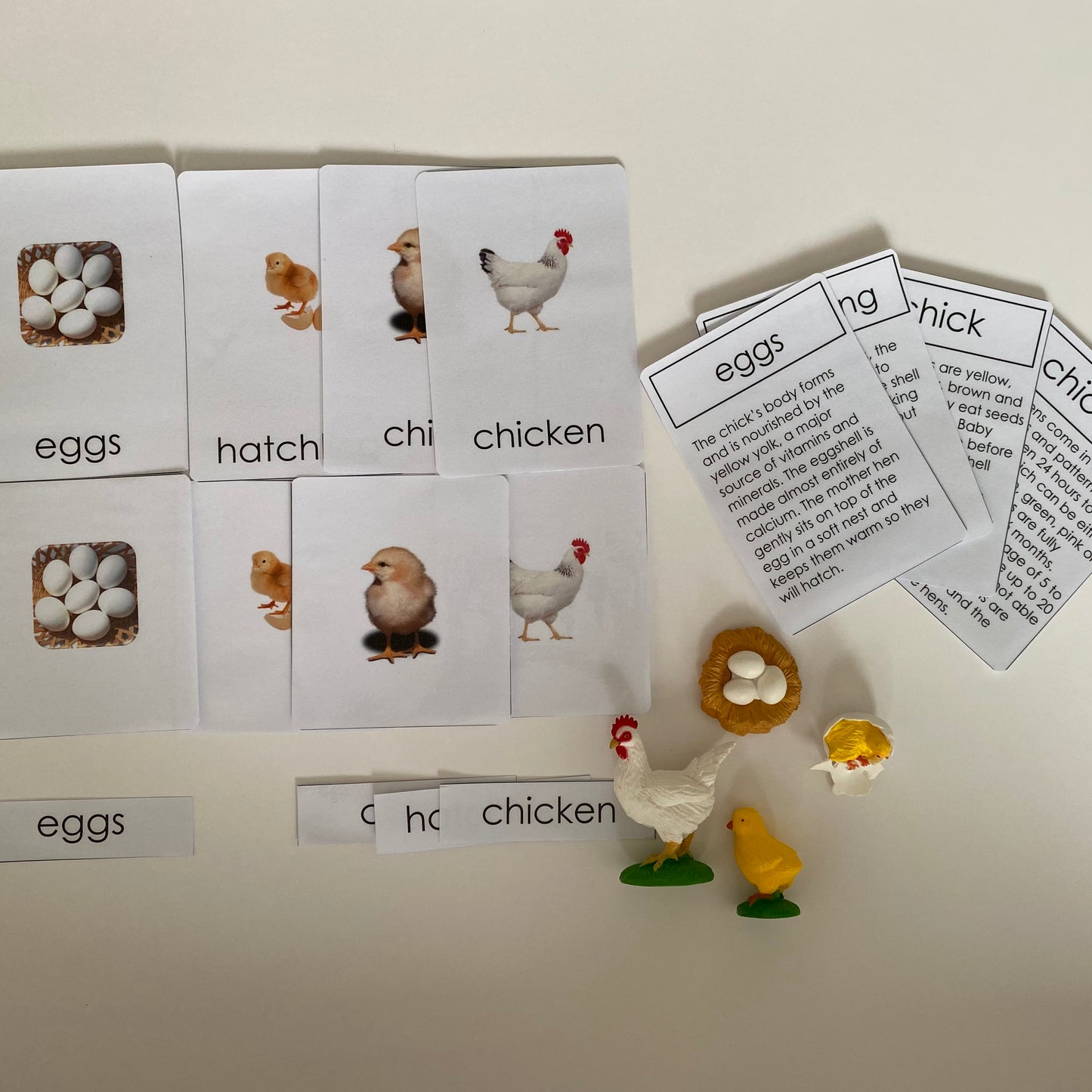 All about CHICKEN/HEN/ROOSTER Package - Life cycle Models / 4 Part cards/Knobbed puzzle