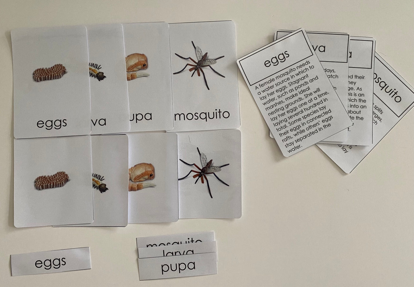 All about Mosquito Package - Life cycle Models/  4 Part cards