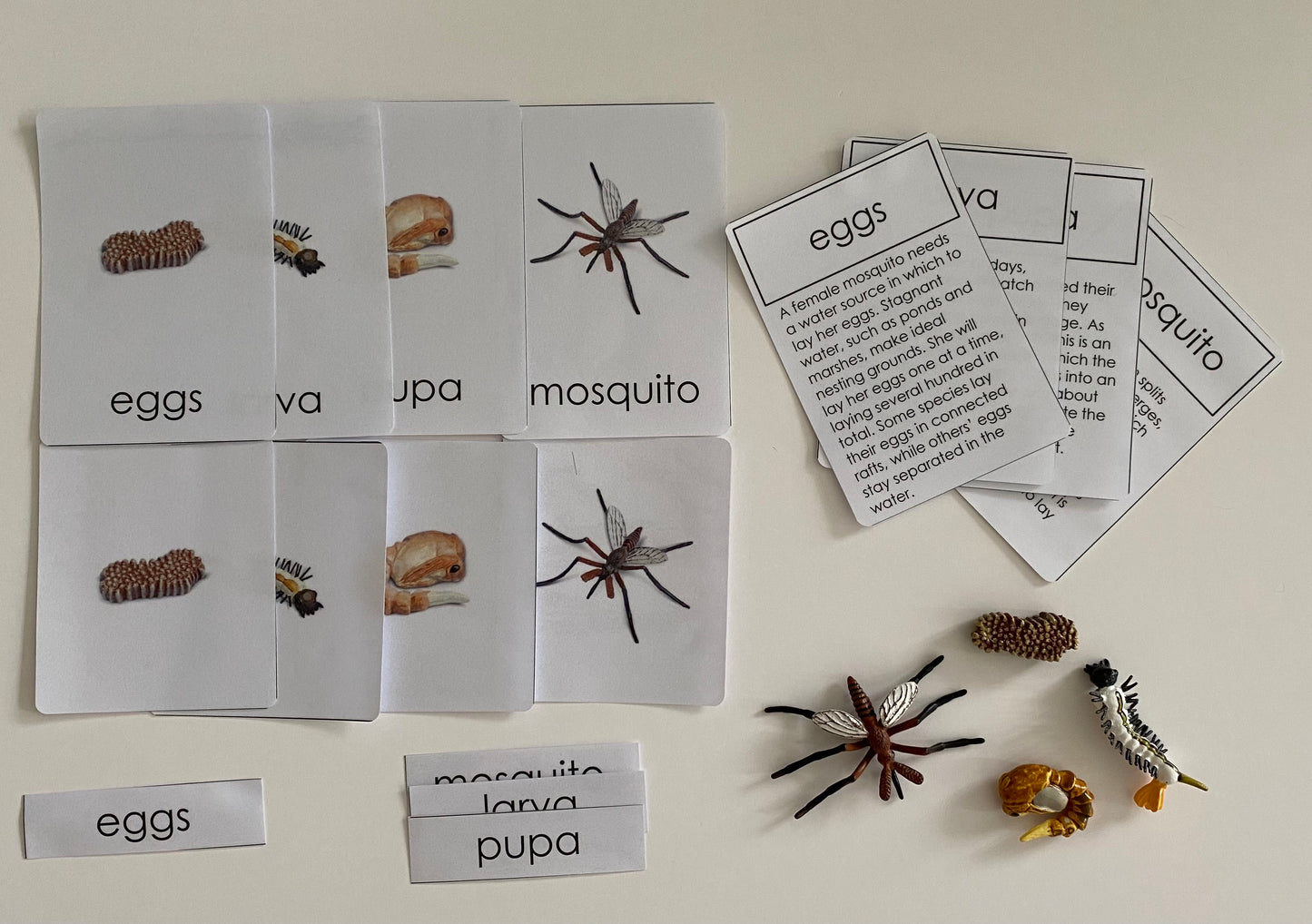 All about Mosquito Package - Life cycle Models/  4 Part cards