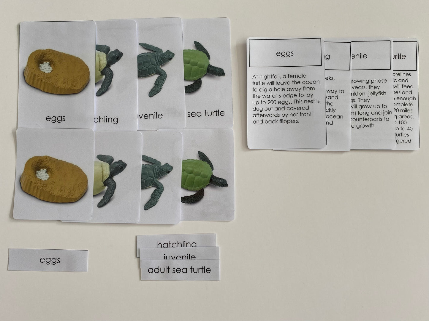 All about TURTLE Package - Life Cycle Models  / Life cycle cards/ /  Knobbed puzzle / 3 part Nomenclature cards