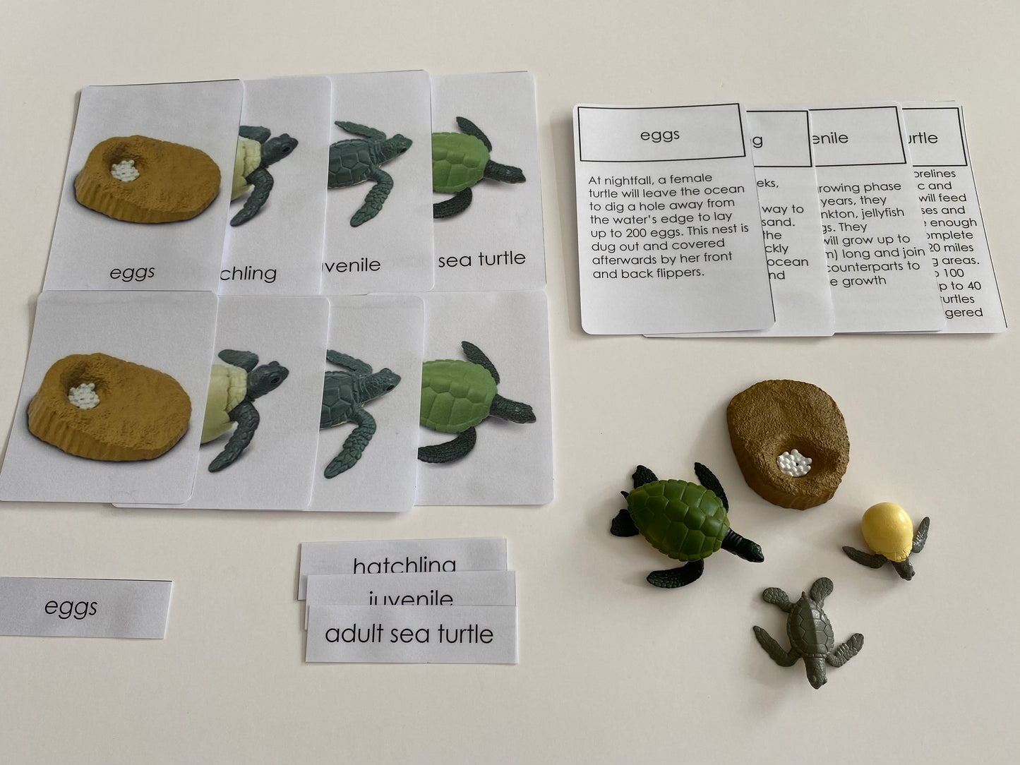 All about TURTLE Package - Life Cycle Models  / Life cycle cards/ /  Knobbed puzzle / 3 part Nomenclature cards