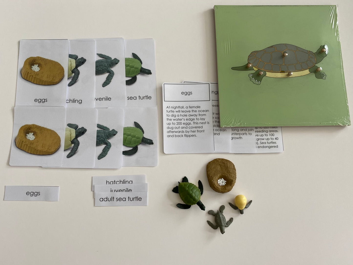 All about TURTLE Package - Life Cycle Models  / Life cycle cards/ /  Knobbed puzzle / 3 part Nomenclature cards