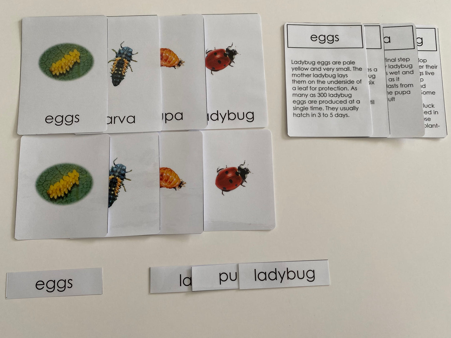 All about LADYBUG Package - Life cycle Models /4 Part cards/Knobbed puzzle/ladybug counters