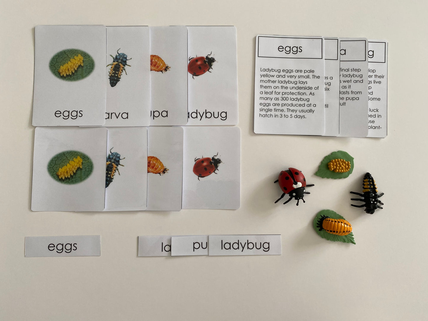 All about LADYBUG Package - Life cycle Models /4 Part cards/Knobbed puzzle/ladybug counters