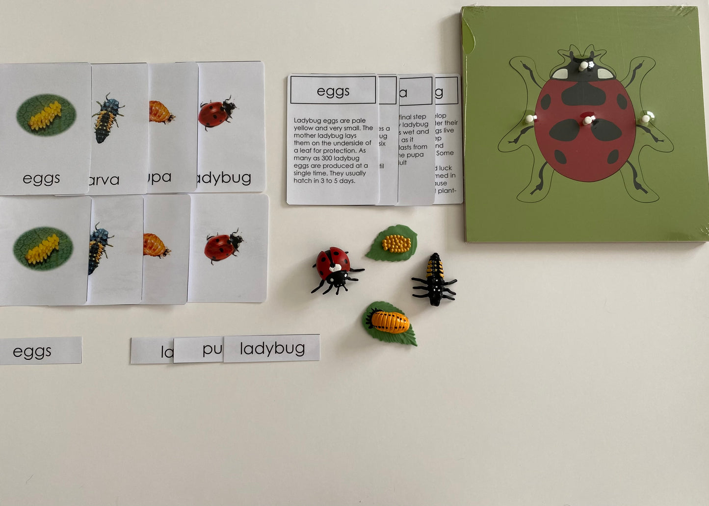 All about LADYBUG Package - Life cycle Models /4 Part cards/Knobbed puzzle/ladybug counters