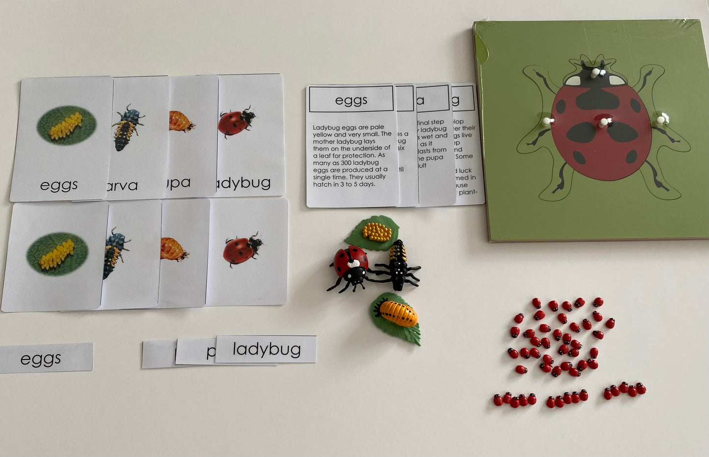 All about LADYBUG Package - Life cycle Models /4 Part cards/Knobbed puzzle/ladybug counters