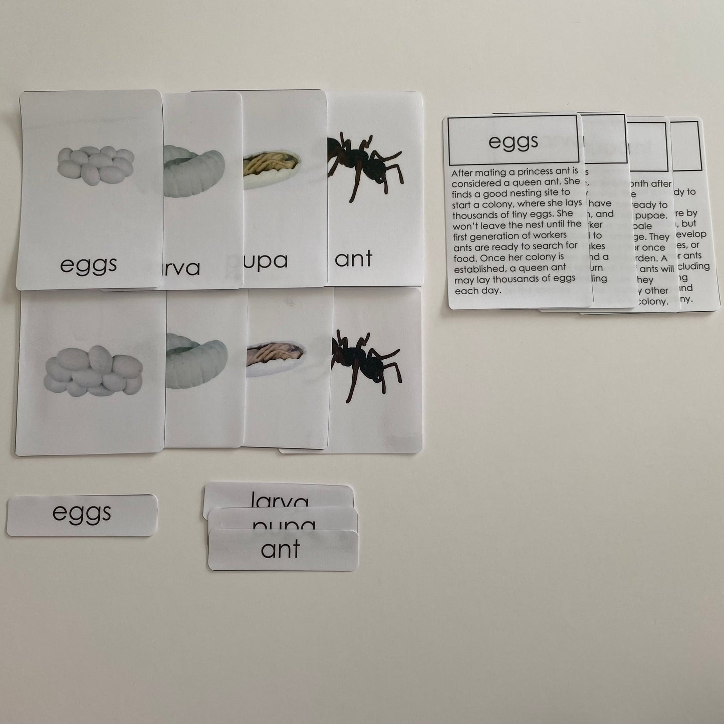 All about ANT Package - Life cycle Models /Nomenclature Cards/  4 Part cards/Knobbed puzzle