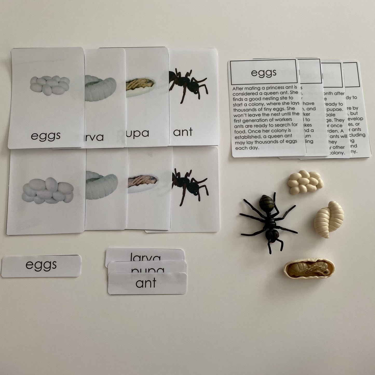 All about ANT Package - Life cycle Models /Nomenclature Cards/  4 Part cards/Knobbed puzzle