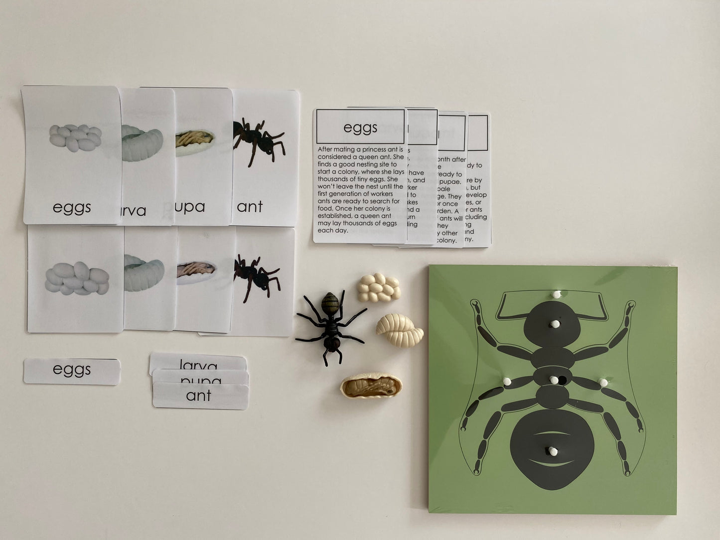 All about ANT Package - Life cycle Models /Nomenclature Cards/  4 Part cards/Knobbed puzzle