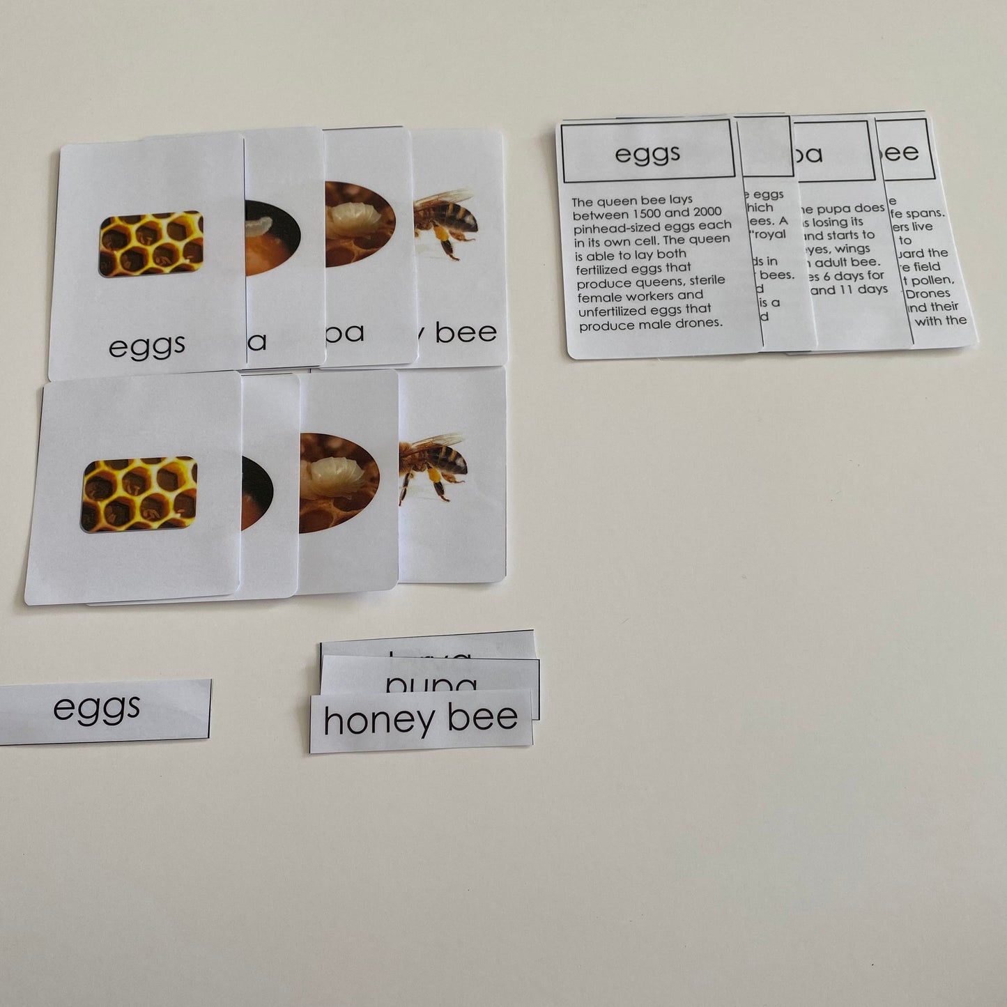 All about Bee Package - Life cycle Models /4 Part cards/Knobbed puzzle/bee counters