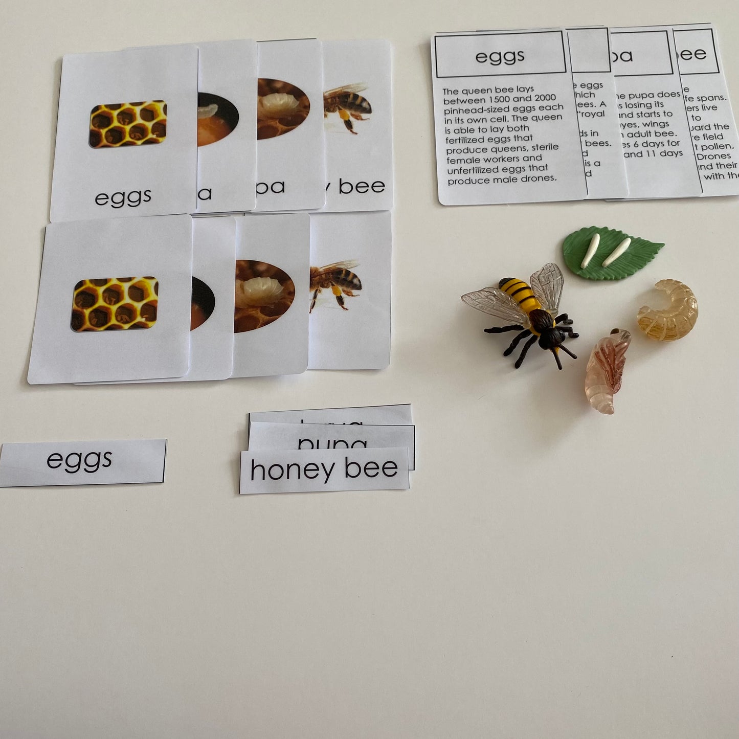 All about Bee Package - Life cycle Models /4 Part cards/Knobbed puzzle/bee counters