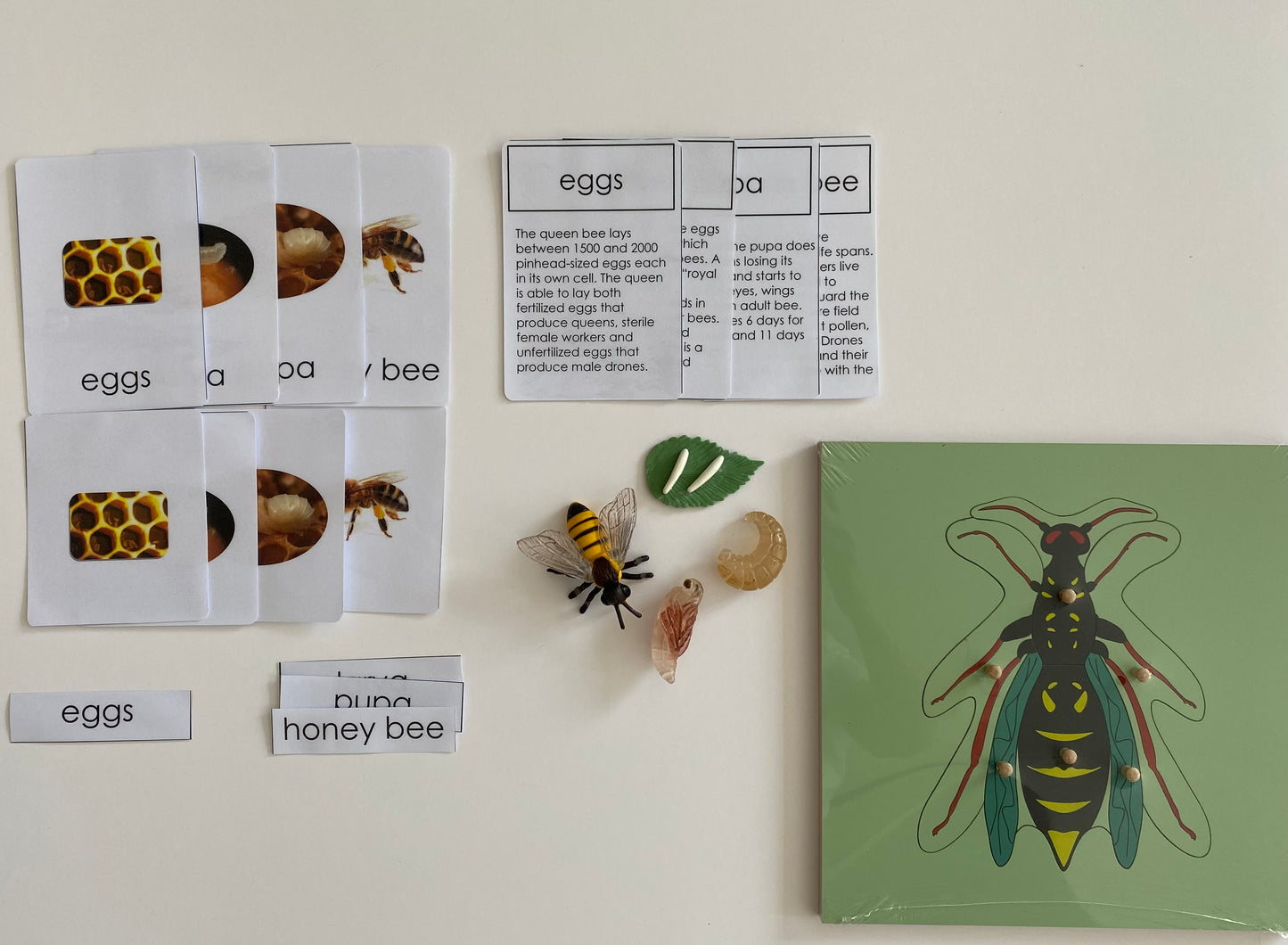 All about Bee Package - Life cycle Models /4 Part cards/Knobbed puzzle/bee counters