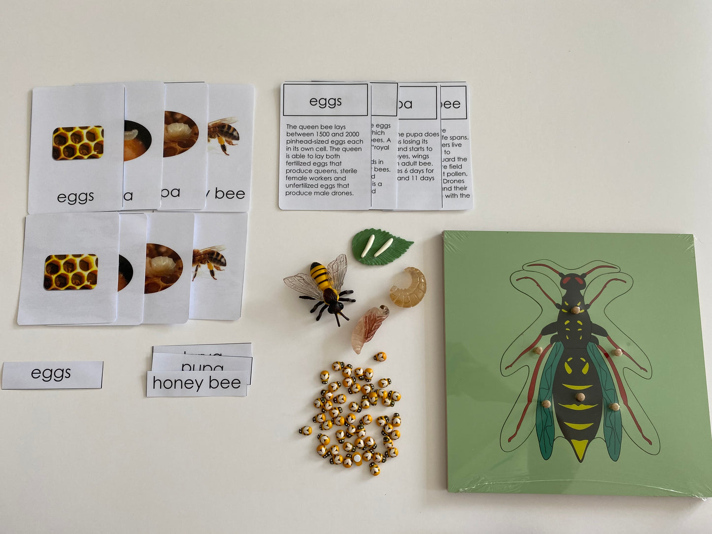 All about Bee Package - Life cycle Models /4 Part cards/Knobbed puzzle/bee counters