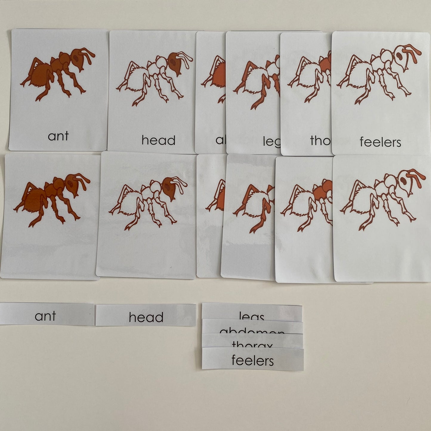 All about ANT Package - Life cycle Models /Nomenclature Cards/  4 Part cards/Knobbed puzzle