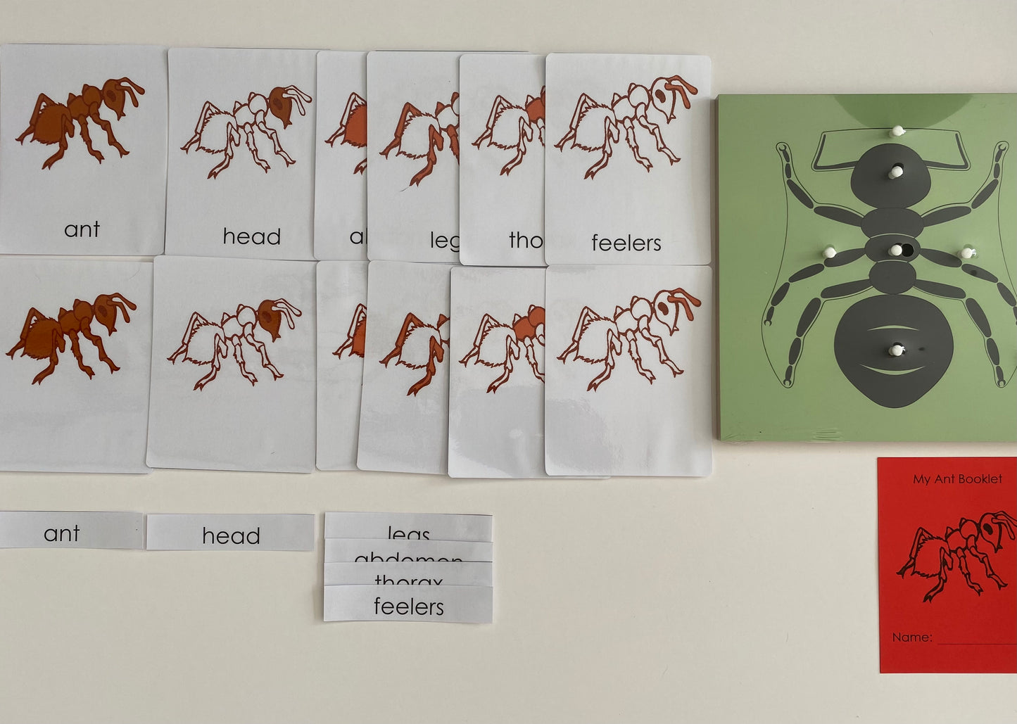 All about ANT Package - Life cycle Models /Nomenclature Cards/  4 Part cards/Knobbed puzzle