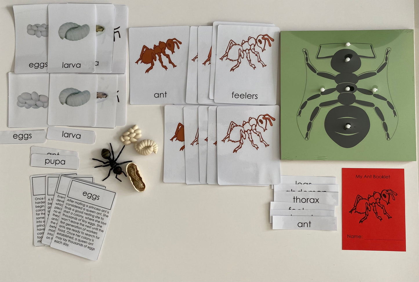 All about ANT Package - Life cycle Models /Nomenclature Cards/  4 Part cards/Knobbed puzzle