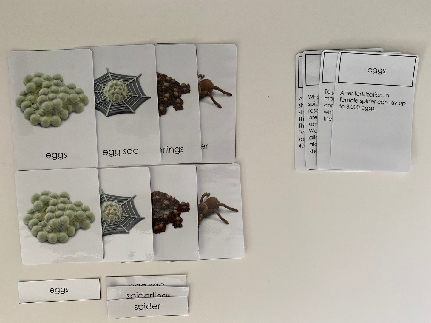 All about Spider Package - Life cycle Models /  4 Part cards/Knobbed puzzle